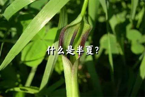 什么是半夏？
