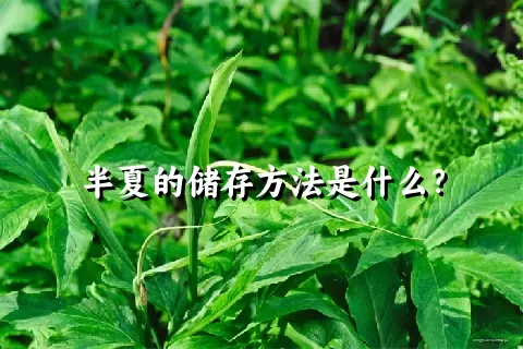半夏的储存方法是什么？