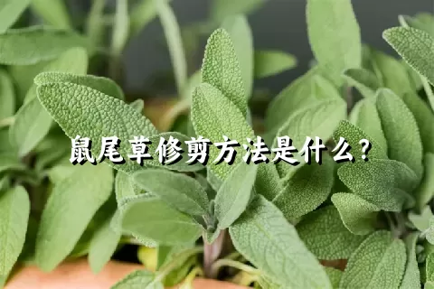 鼠尾草修剪方法是什么？