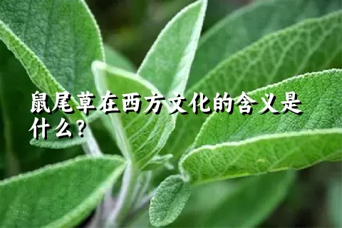 鼠尾草在西方文化的含义是什么？