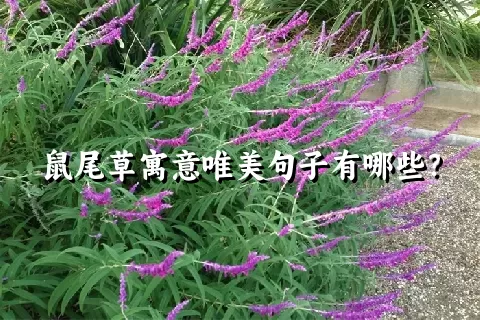 鼠尾草寓意唯美句子有哪些？