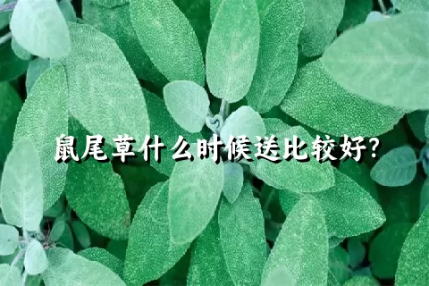 鼠尾草什么时候送比较好？