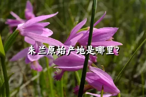 朱兰原始产地是哪里？