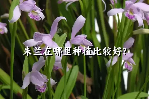 朱兰在哪里种植比较好？