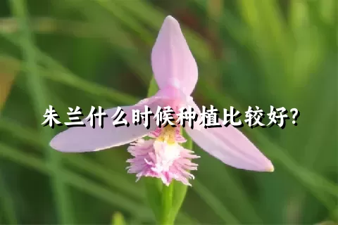 朱兰什么时候种植比较好？
