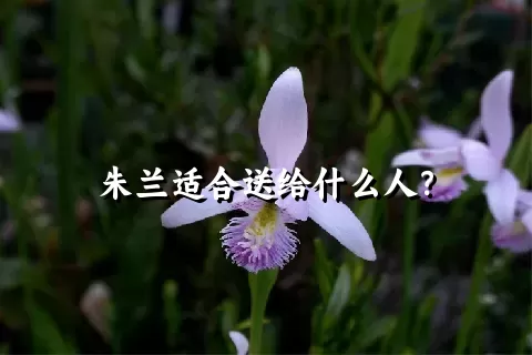 朱兰适合送给什么人？