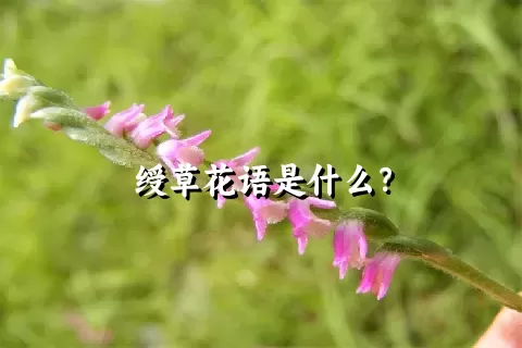 绶草花语是什么？