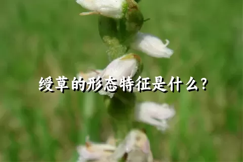 绶草的形态特征是什么？