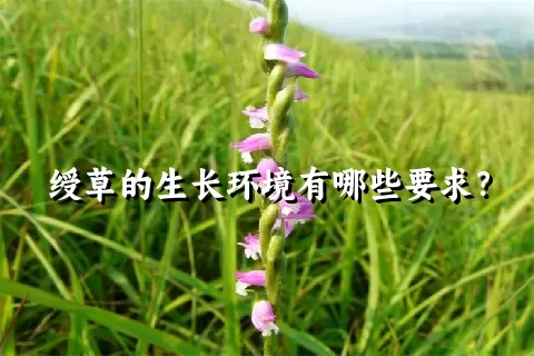 绶草的生长环境有哪些要求？