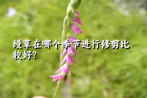绶草在哪个季节进行修剪比较好？