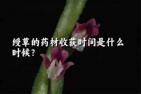 绶草的药材收获时间是什么时候？