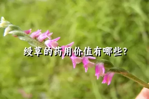 绶草的药用价值有哪些？