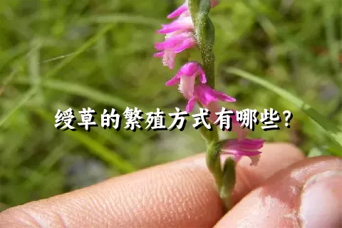 绶草的繁殖方式有哪些？