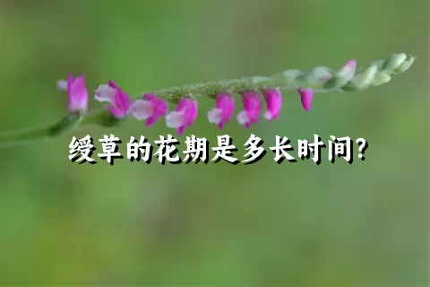 绶草的花期是多长时间？