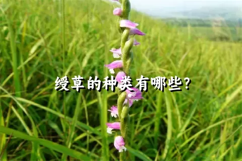 绶草的种类有哪些？