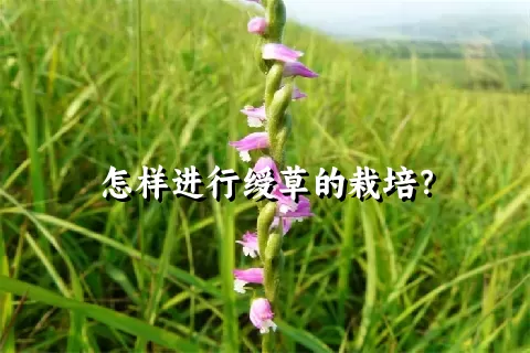 怎样进行绶草的栽培？