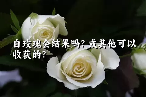 白玫瑰会结果吗？或其他可以收获的？