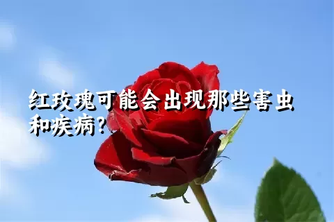 红玫瑰可能会出现那些害虫和疾病？