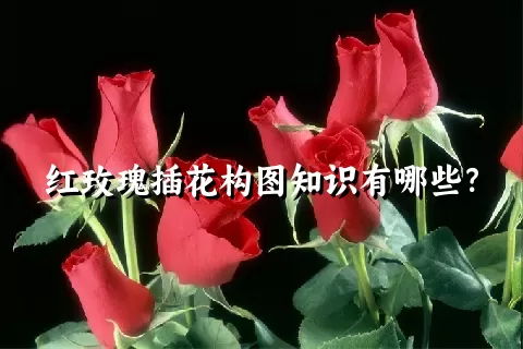 红玫瑰插花构图知识有哪些？