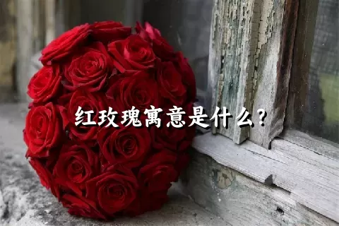 红玫瑰寓意是什么？