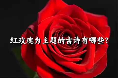 红玫瑰为主题的古诗有哪些？