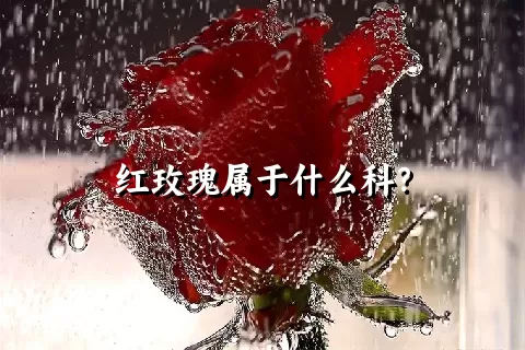 红玫瑰属于什么科？
