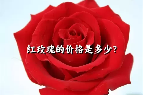 红玫瑰的价格是多少？