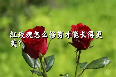 红玫瑰怎么修剪才能长得更美？