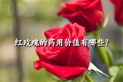 红玫瑰的药用价值有哪些？