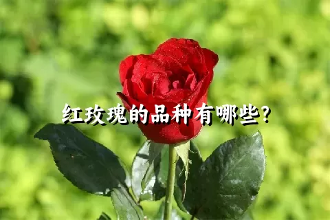 红玫瑰的品种有哪些？