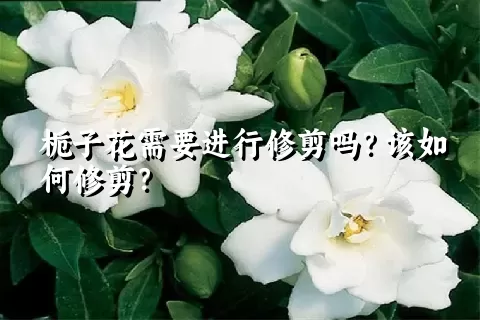 栀子花需要进行修剪吗？该如何修剪？
