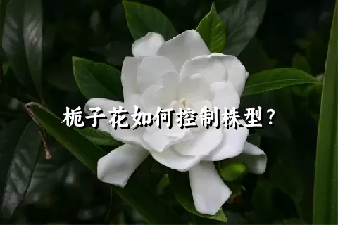 栀子花如何控制株型？