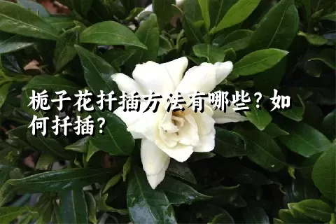栀子花扦插方法有哪些？如何扦插？