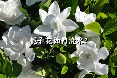 栀子花如何浇水？