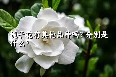 栀子花有其他品种吗？分别是什么？