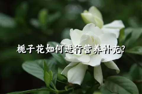 栀子花如何进行营养补充？