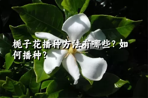 栀子花播种方法有哪些？如何播种？