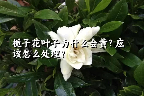 栀子花叶子为什么会黄？应该怎么处理？