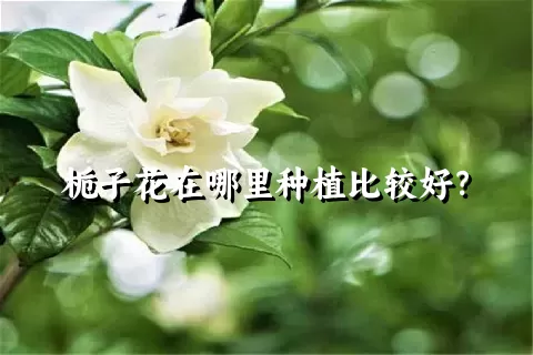 栀子花在哪里种植比较好？