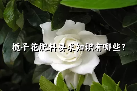 栀子花肥料要求知识有哪些？