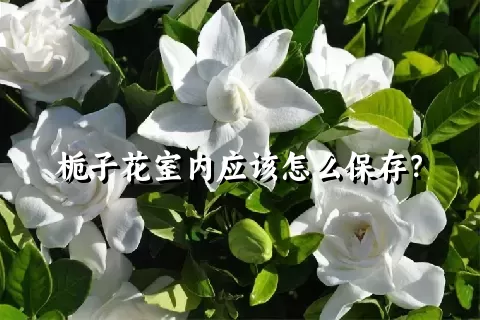 栀子花室内应该怎么保存？