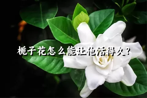 栀子花怎么能让他活得久？