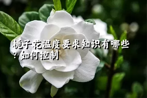 栀子花温度要求知识有哪些？如何控制