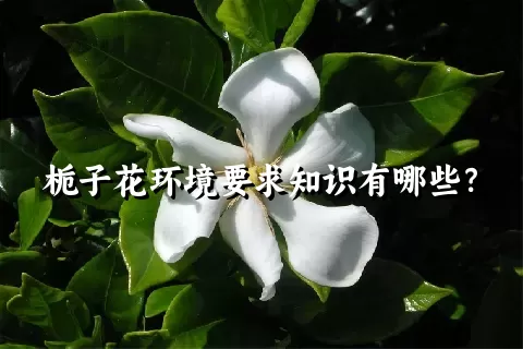 栀子花环境要求知识有哪些？