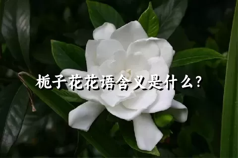 栀子花花语含义是什么？