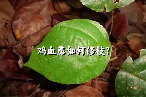 鸡血藤如何修枝？