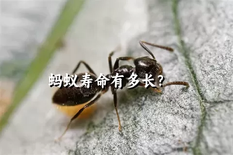 蚂蚁寿命有多长？    