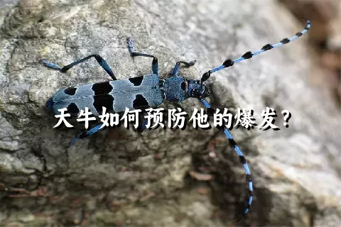 天牛如何预防他的爆发？