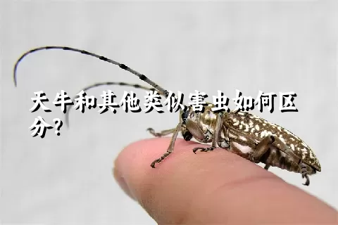 天牛和其他类似害虫如何区分？