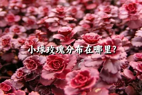 小球玫瑰分布在哪里?